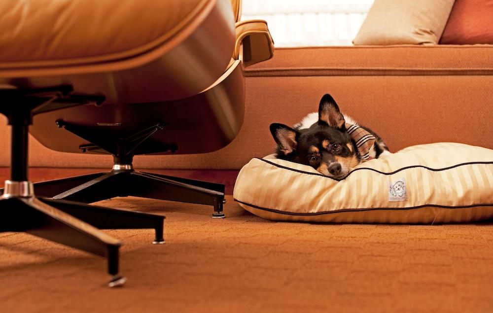 Hyatt Place Gurgaon Udyog Vihar Ngoại thất bức ảnh A dog on a dog bed