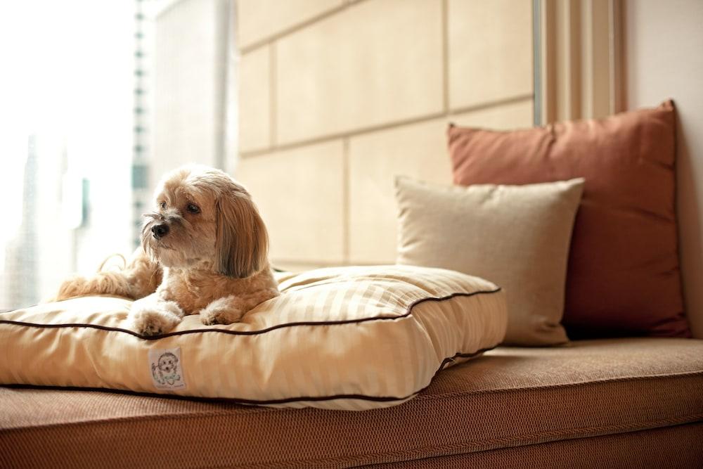 Hyatt Place Gurgaon Udyog Vihar Ngoại thất bức ảnh A dog on a dog bed